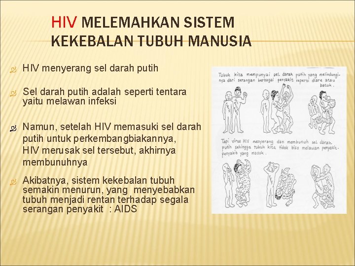 HIV MELEMAHKAN SISTEM KEKEBALAN TUBUH MANUSIA HIV menyerang sel darah putih Sel darah putih
