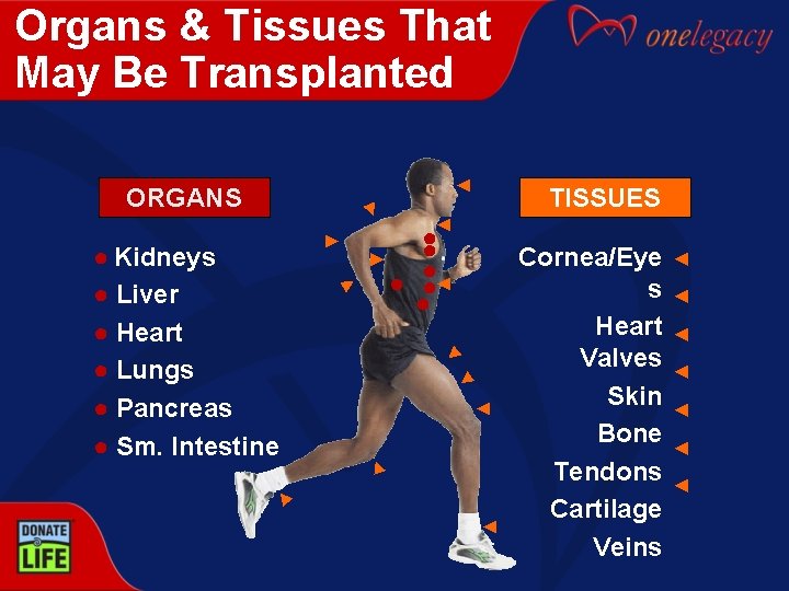 Organs & Tissues That May Be Transplanted ◄ TISSUES ◄ ORGANS ◄ ◄ ◄