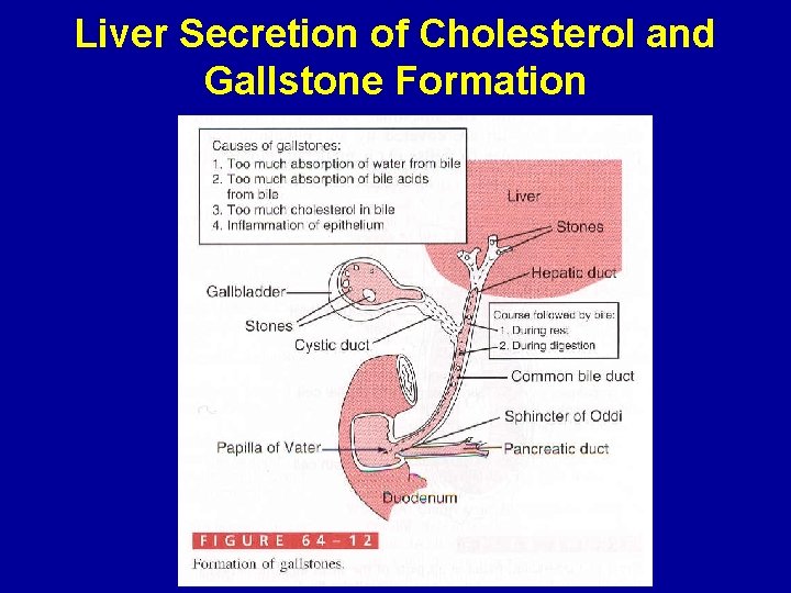 Liver Secretion of Cholesterol and Gallstone Formation 