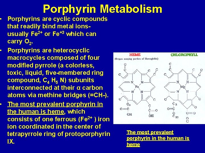 Porphyrin Metabolism • Porphyrins are cyclic compounds that readily bind metal ionsusually Fe 2+