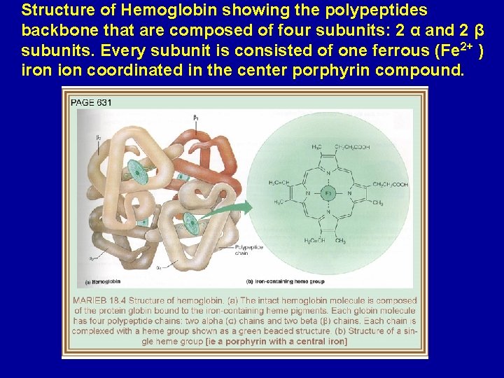 Structure of Hemoglobin showing the polypeptides backbone that are composed of four subunits: 2