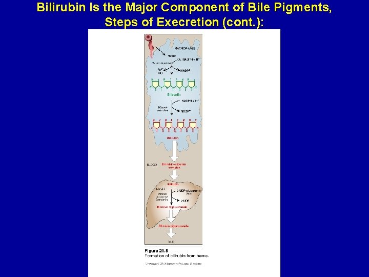 Bilirubin Is the Major Component of Bile Pigments, Steps of Execretion (cont. ): 