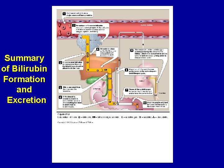 Summary of Bilirubin Formation and Excretion 