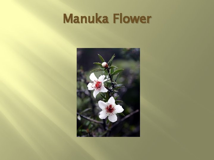 Manuka Flower 