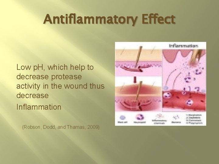 Antiflammatory Effect Low p. H, which help to decrease protease activity in the wound