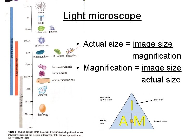 Light microscope • Actual size = image size magnification • Magnification = image size