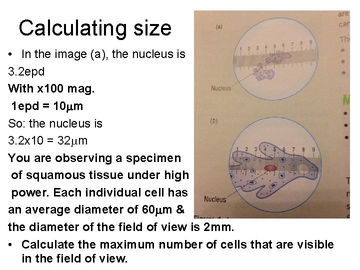 Calculating size • In the image (a), the nucleus is 3. 2 epd With