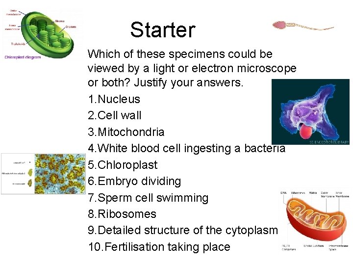Starter Which of these specimens could be viewed by a light or electron microscope