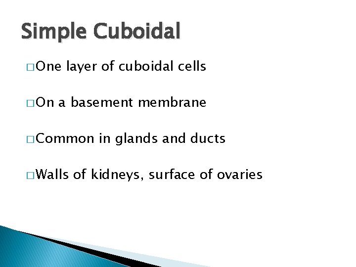 Simple Cuboidal � One � On layer of cuboidal cells a basement membrane �