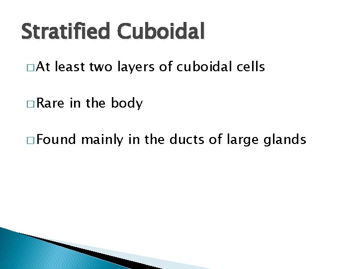 Stratified Cuboidal � At least two layers of cuboidal cells � Rare in the