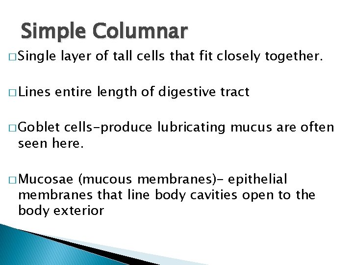 Simple Columnar � Single � Lines layer of tall cells that fit closely together.
