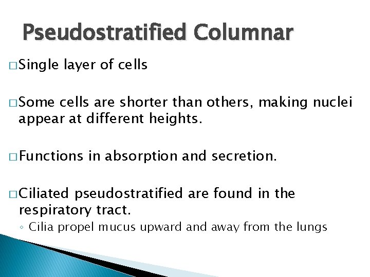 Pseudostratified Columnar � Single layer of cells � Some cells are shorter than others,