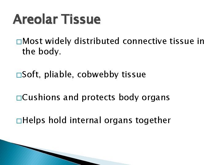 Areolar Tissue � Most widely distributed connective tissue in the body. � Soft, pliable,