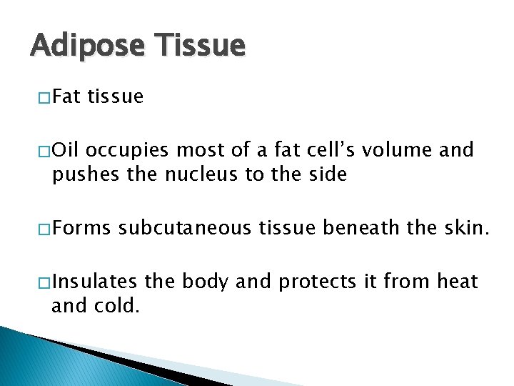 Adipose Tissue � Fat tissue � Oil occupies most of a fat cell’s volume