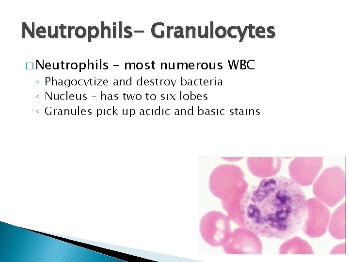 Neutrophils- Granulocytes � Neutrophils – most numerous WBC ◦ Phagocytize and destroy bacteria ◦