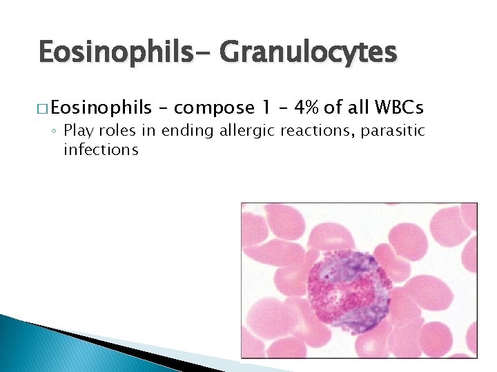 Eosinophils- Granulocytes � Eosinophils – compose 1 – 4% of all WBCs ◦ Play