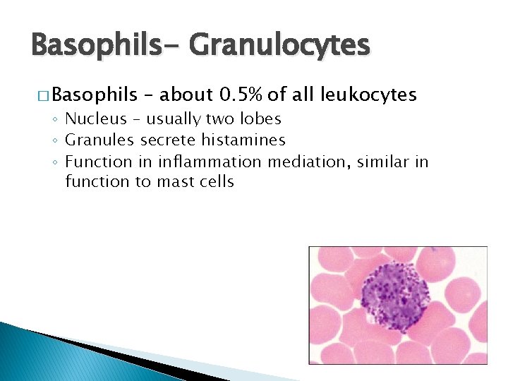 Basophils- Granulocytes � Basophils – about 0. 5% of all leukocytes ◦ Nucleus –