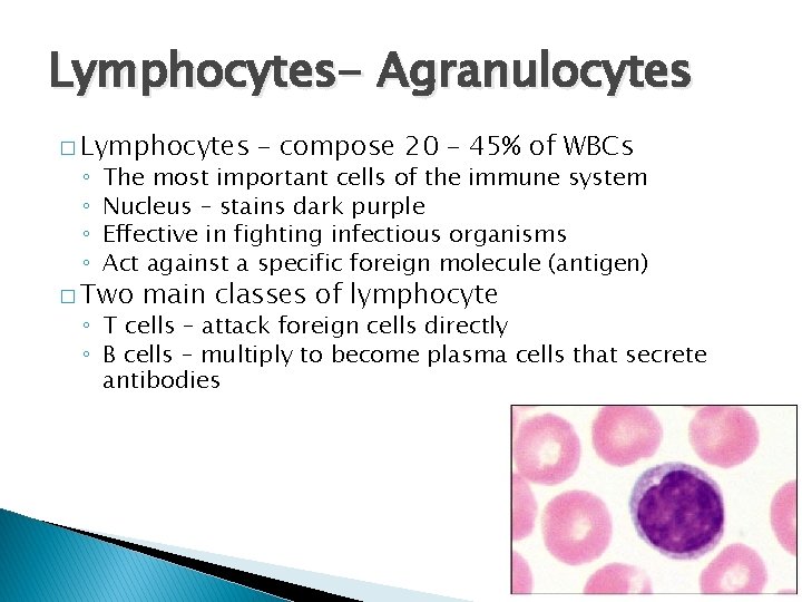 Lymphocytes- Agranulocytes � Lymphocytes ◦ ◦ – compose 20 – 45% of WBCs The