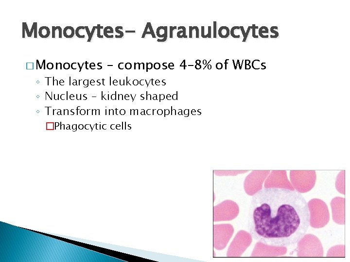 Monocytes- Agranulocytes � Monocytes – compose 4– 8% of WBCs ◦ The largest leukocytes