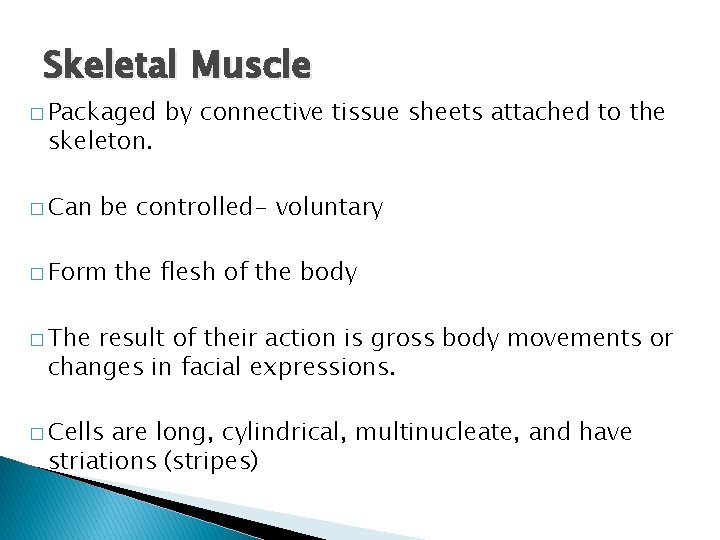 Skeletal Muscle � Packaged skeleton. � Can by connective tissue sheets attached to the