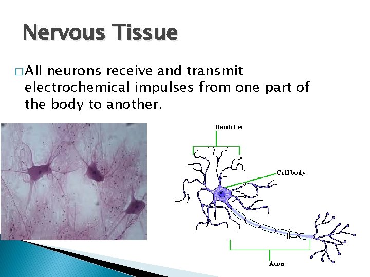 Nervous Tissue � All neurons receive and transmit electrochemical impulses from one part of