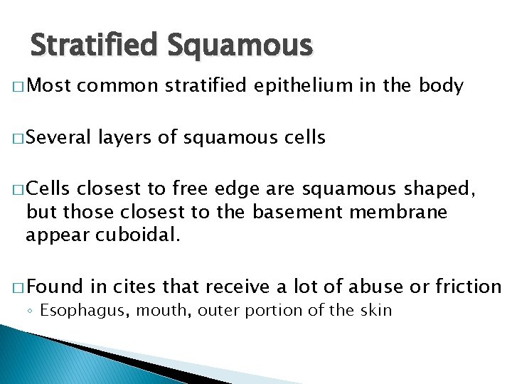 Stratified Squamous � Most common stratified epithelium in the body � Several layers of