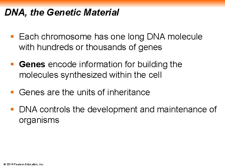 DNA, the Genetic Material § Each chromosome has one long DNA molecule with hundreds