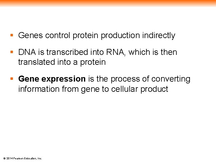 § Genes control protein production indirectly § DNA is transcribed into RNA, which is