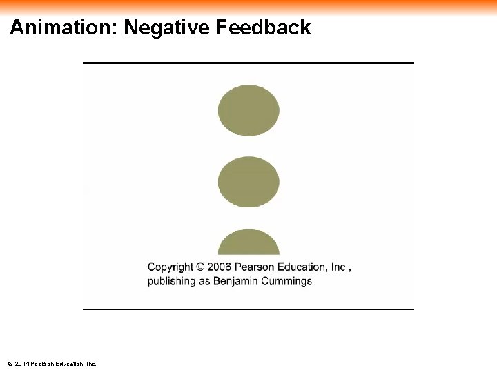 Animation: Negative Feedback © 2014 Pearson Education, Inc. 