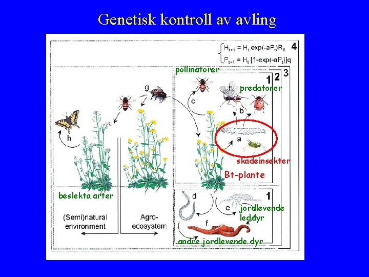 Genetisk kontroll av avling pollinatorer predatorer skadeinsekter Bt-plante beslekta arter jordlevende leddyr andre jordlevende