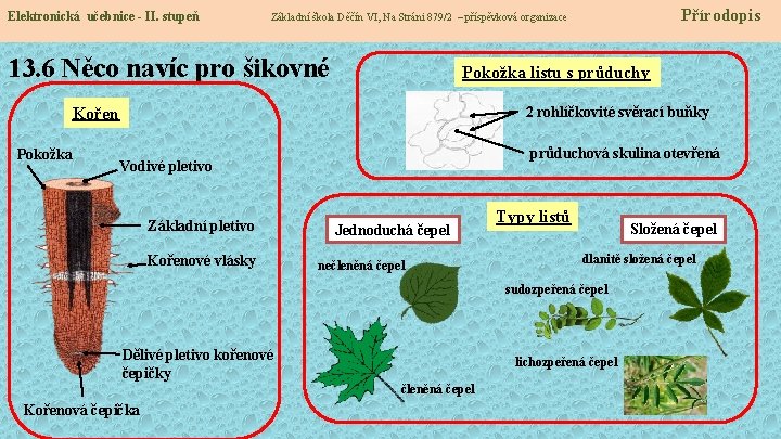 Elektronická učebnice - II. stupeň 13. 6 Něco navíc pro šikovné Pokožka listu s