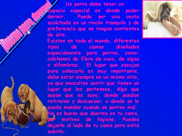 Un perro debe tener un espacio especial en donde poder dormir. Puede ser una