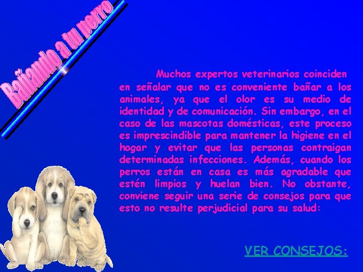 Muchos expertos veterinarios coinciden en señalar que no es conveniente bañar a los animales,