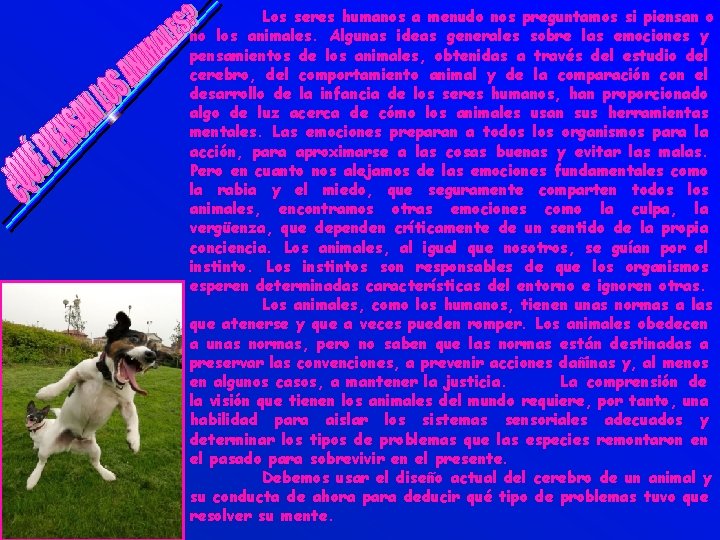 Los seres humanos a menudo nos preguntamos si piensan o no los animales. Algunas