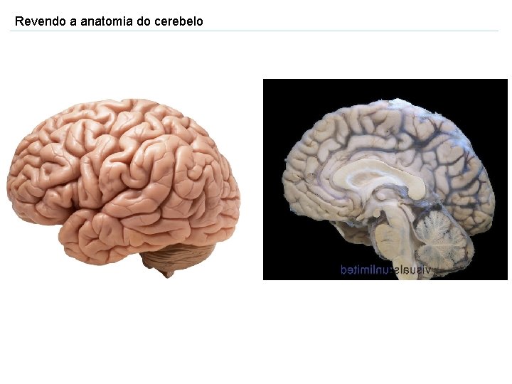 Revendo a anatomia do cerebelo 