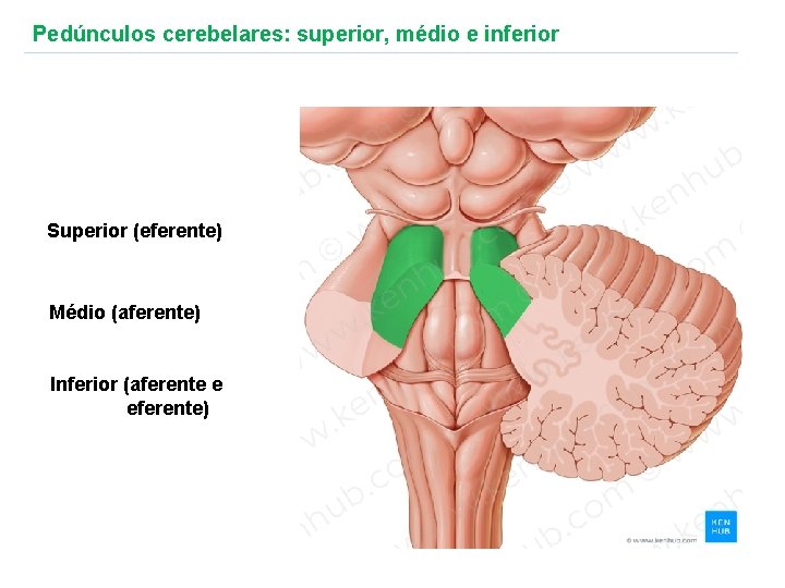 Pedúnculos cerebelares: superior, médio e inferior Superior (eferente) Médio (aferente) Inferior (aferente e eferente)