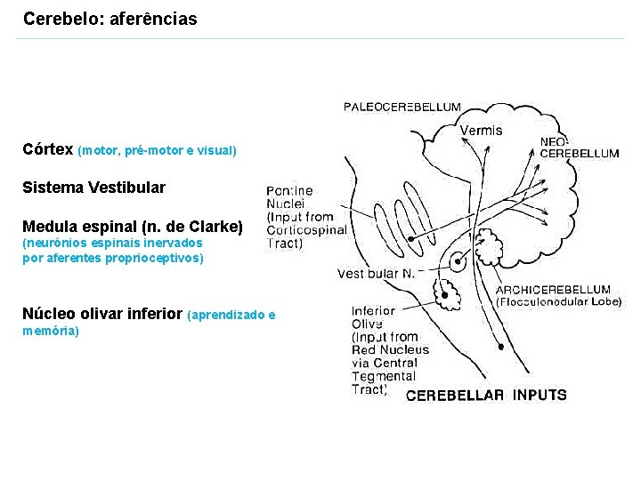 Cerebelo: aferências Córtex (motor, pré-motor e visual) Sistema Vestibular Medula espinal (n. de Clarke)