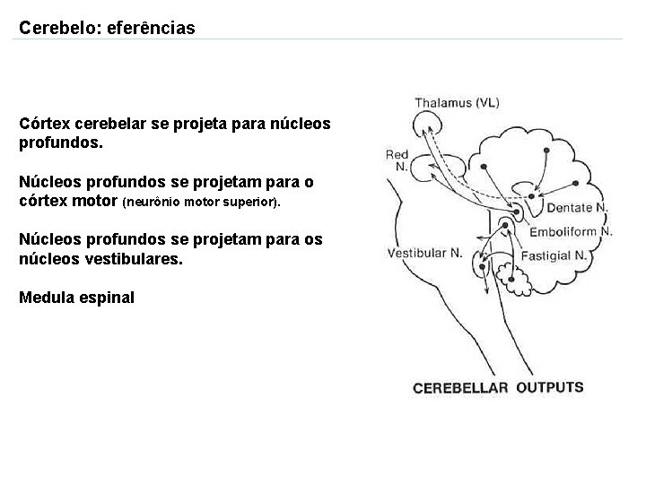 Cerebelo: eferências Córtex cerebelar se projeta para núcleos profundos. Núcleos profundos se projetam para
