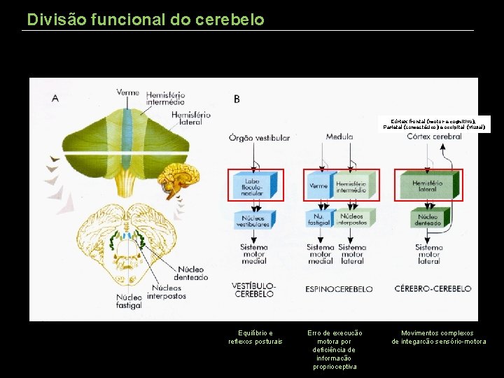 Divisão funcional do cerebelo Córtex frontal (motor e cognitivo), Parietal (somestésico) e occipital (visual)