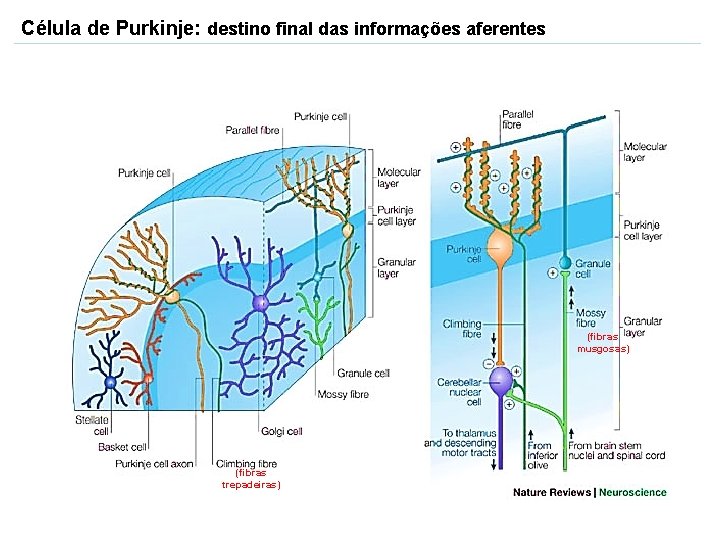 Célula de Purkinje: destino final das informações aferentes (fibras musgosas) (fibras trepadeiras) 