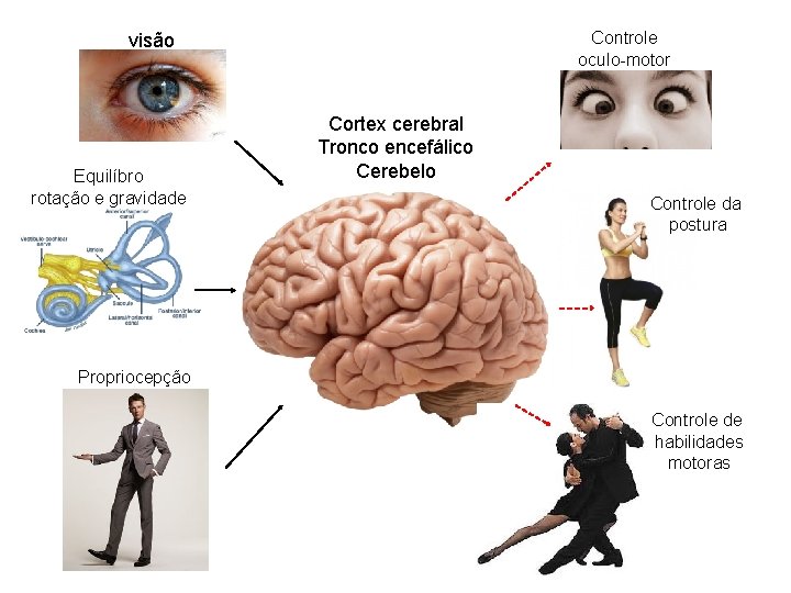 Controle oculo-motor visão Equilíbro rotação e gravidade Cortex cerebral Tronco encefálico Cerebelo Controle da