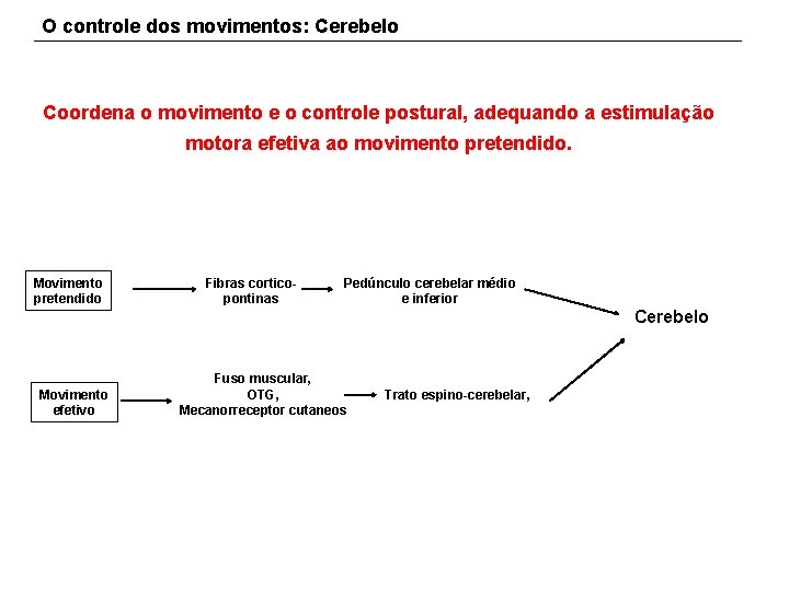 O controle dos movimentos: Cerebelo Coordena o movimento e o controle postural, adequando a