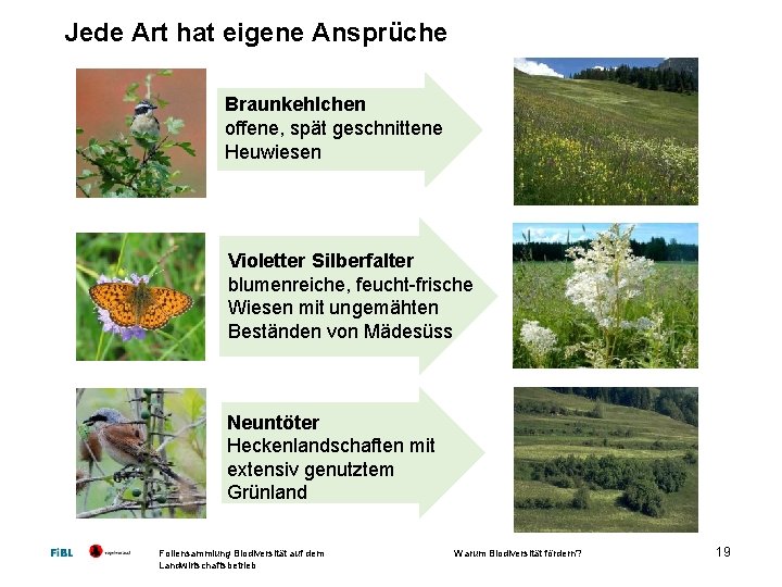 Jede Art hat eigene Ansprüche Braunkehlchen offene, spät geschnittene Heuwiesen Violetter Silberfalter blumenreiche, feucht
