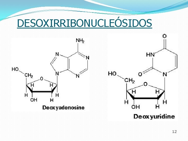 DESOXIRRIBONUCLEÓSIDOS 12 