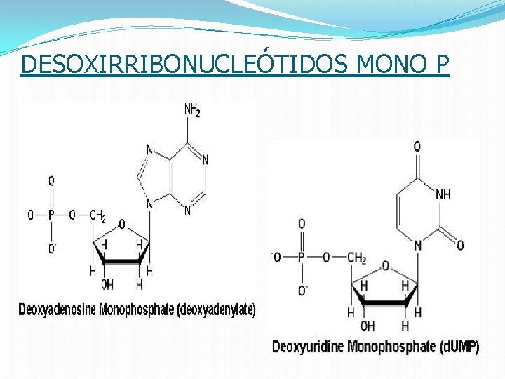 DESOXIRRIBONUCLEÓTIDOS MONO P 17 