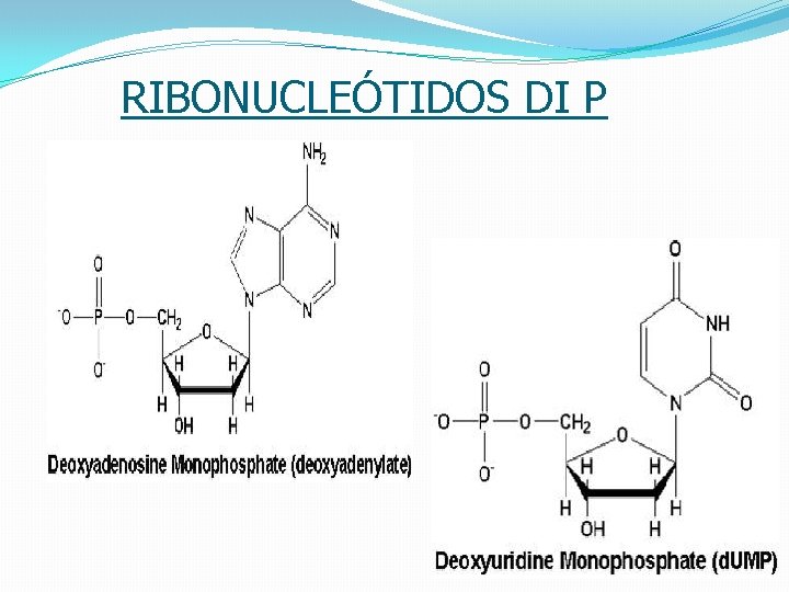 RIBONUCLEÓTIDOS DI P 18 