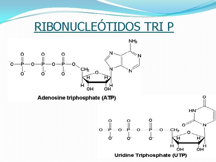 RIBONUCLEÓTIDOS TRI P 19 