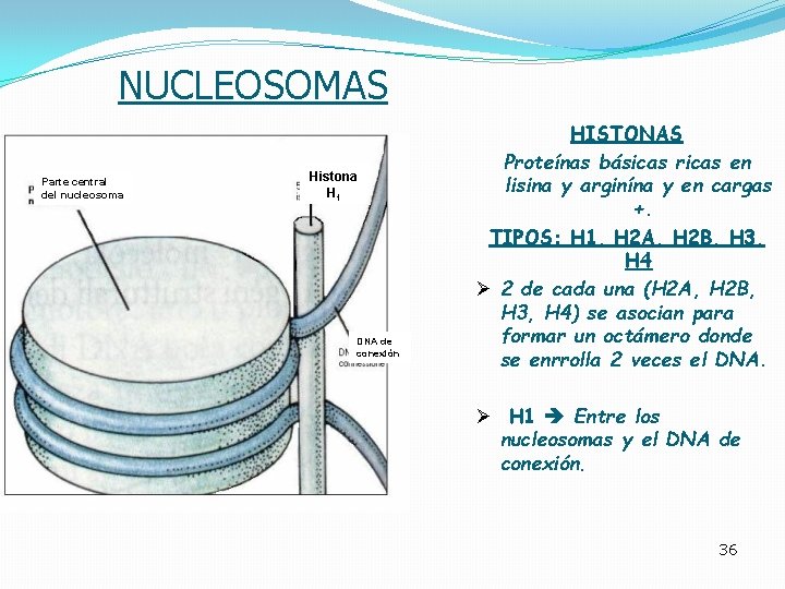NUCLEOSOMAS Parte central del nucleosoma Histona H 1 DNA de conexión HISTONAS Proteínas básicas