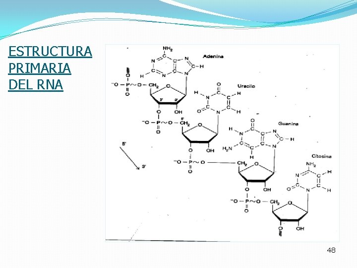 ESTRUCTURA PRIMARIA DEL RNA 48 