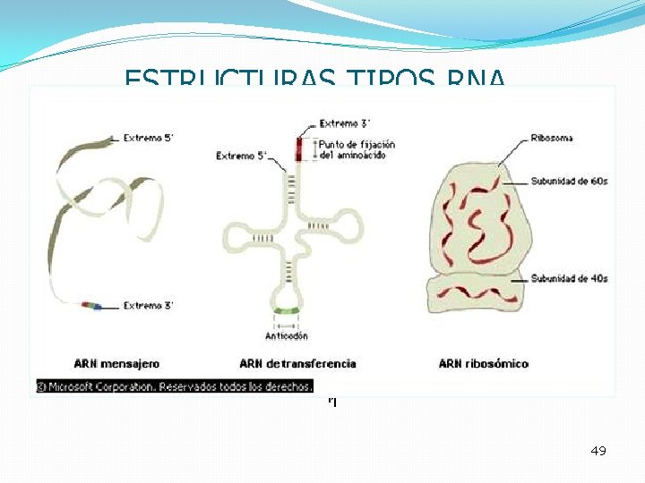 ESTRUCTURAS TIPOS RNA 11 49 